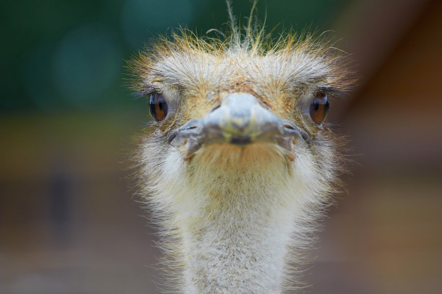 страус - jangolenko.s@yandex.ru