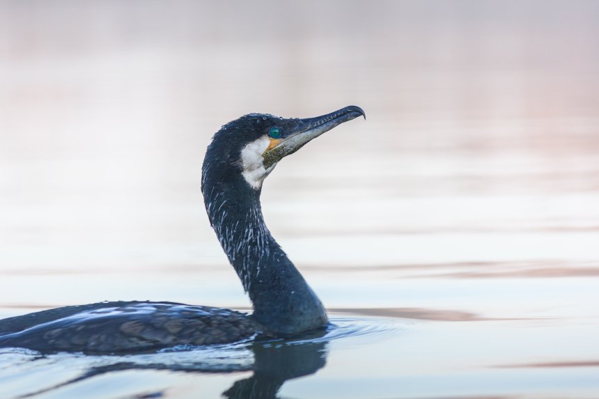 Баклан - Алексей Подопригоров