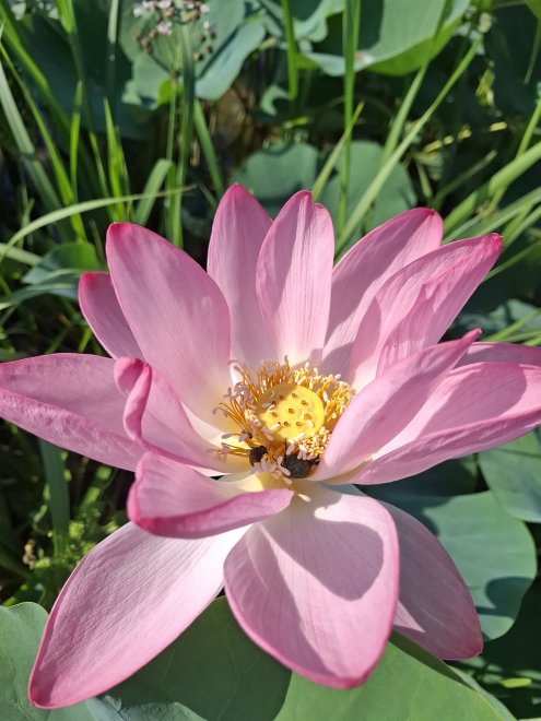 Лотос - Тамара