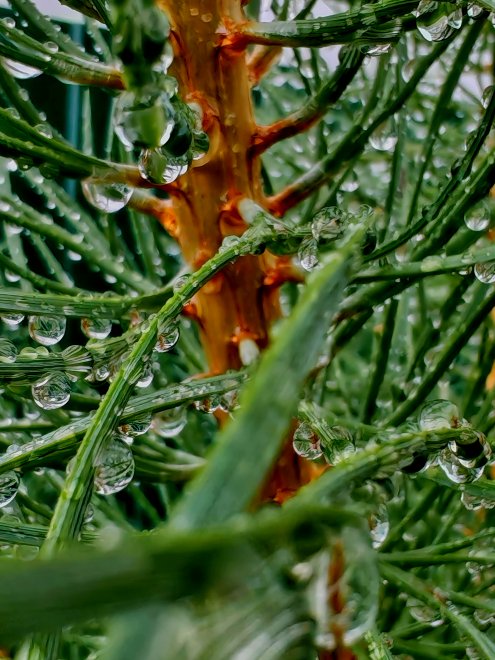 Дождь - МАРИНА