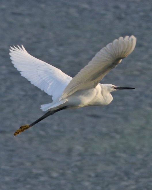 Цапля в полете - Борис Захаров