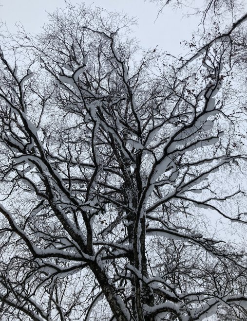 Графичность природы - Лариса