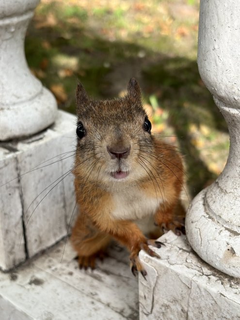 Смелый наблюдатель леса - Анастасия