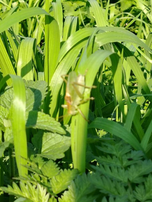 Кузнечик - Дмитрий Алексеевич Пасин