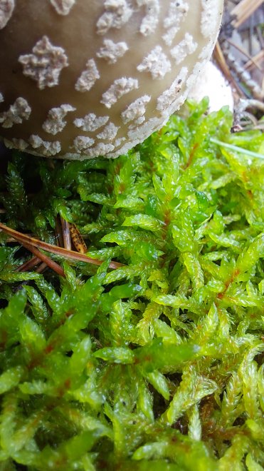 Целый мир под нашими ногами - Венера Сабирова