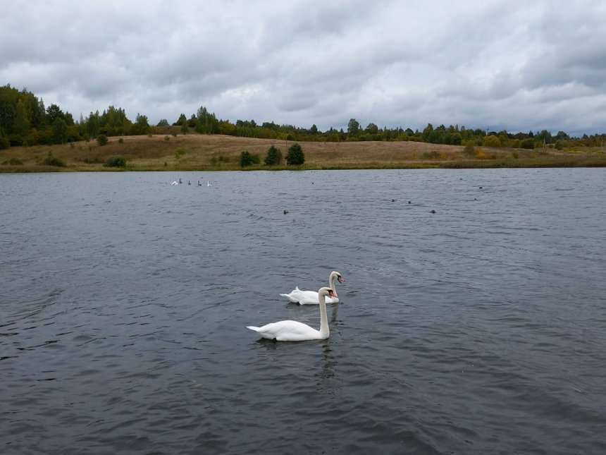 Дикие лебеди - Татьяна