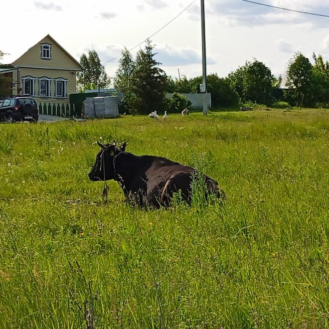 Корова в деревне - Абакумов Иван