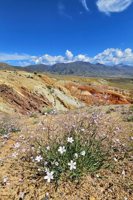 Россия. Алтайский марс -  