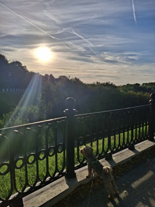 Собачка любуется солнечным светом -  