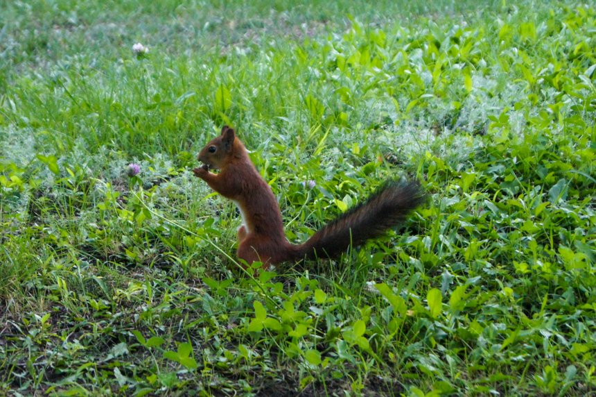 Трапеза лесного зверька - Горюнова Дарья Александровна
