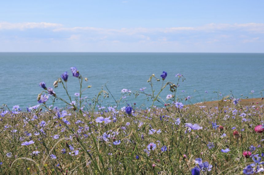 Казантипский заповедник в мае 2025 -   (1/7)