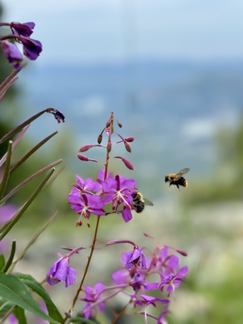 Полет шмеля -  