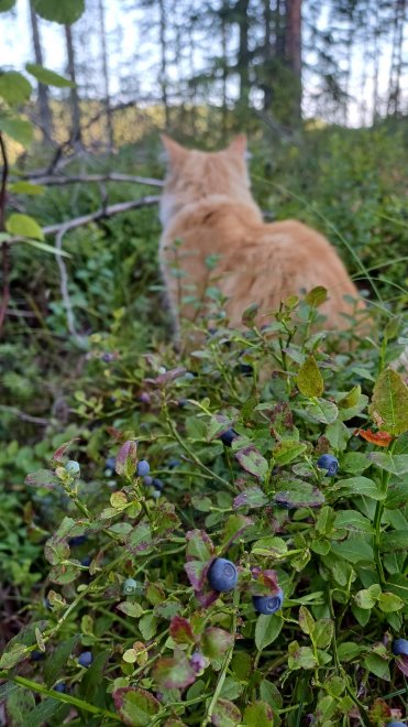 В суровом карельском лесу. - Дина