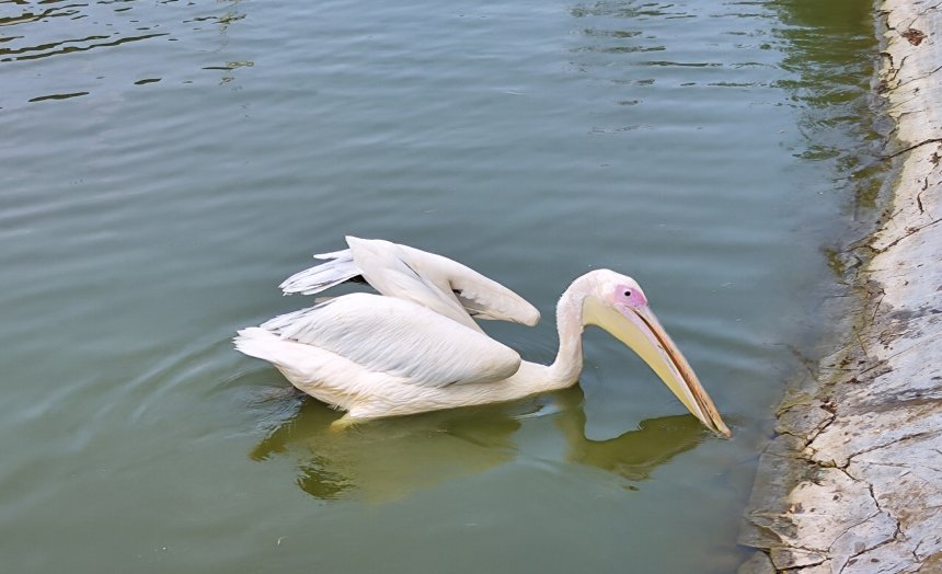 Розовый пеликан -  