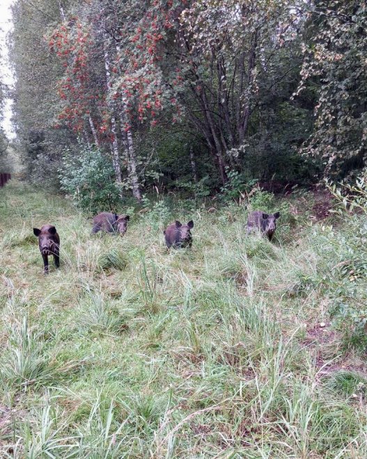 Лесной патруль -  