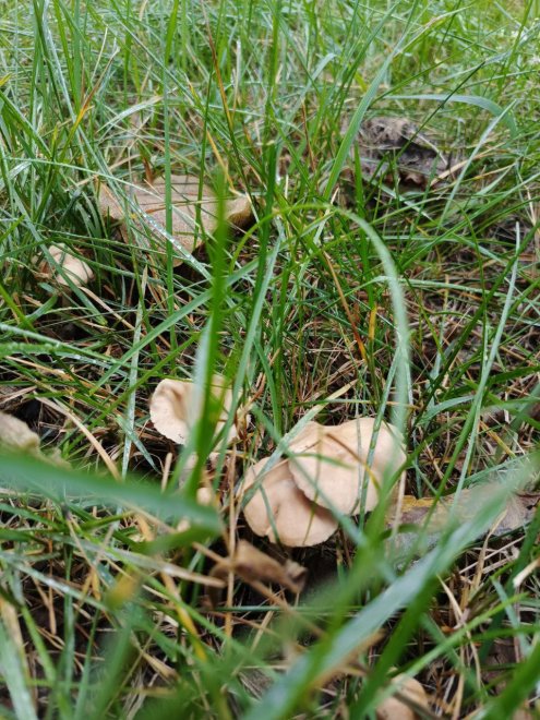 Поганка обыкновенная -  