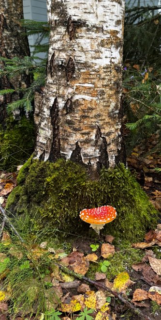 Алый акцент осени - Вячеслпв