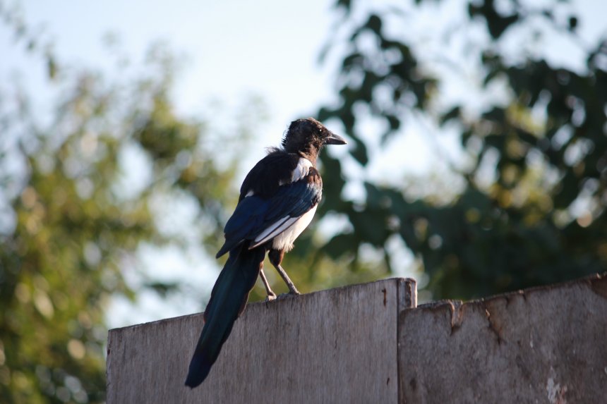 Хранитель заката - Андрей