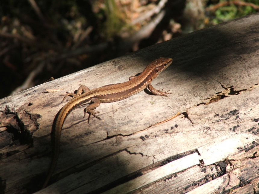 Встреча - Игорь