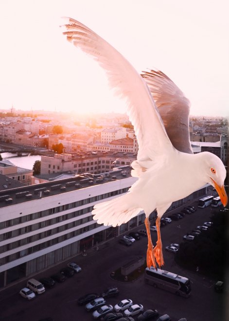 Чайка - Аня Акельева