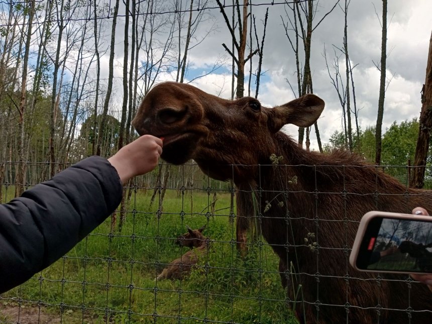 Лось в неестественной среде обитания -  