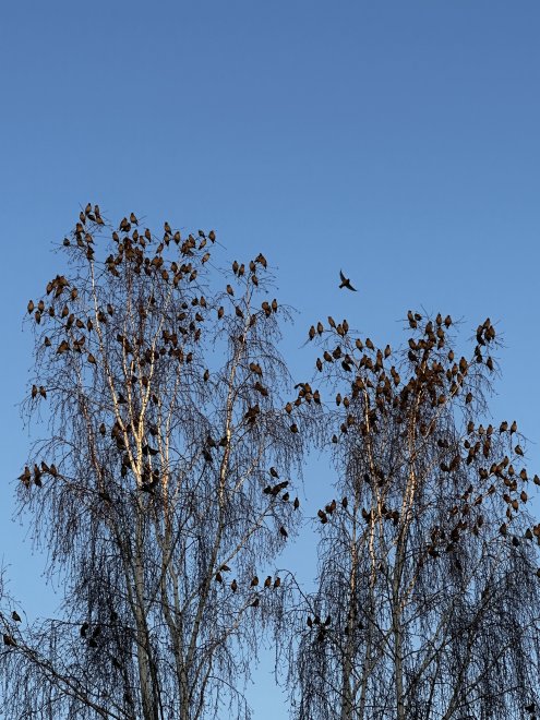 Свиристели прилетели - Анастасия Зиновьева