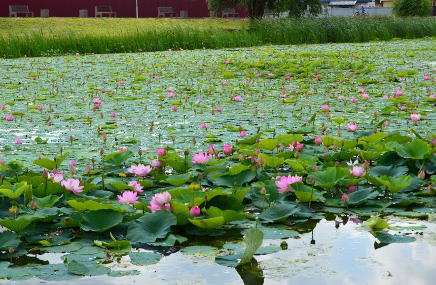 Лотосы Курского Края - Ирина Руковицина