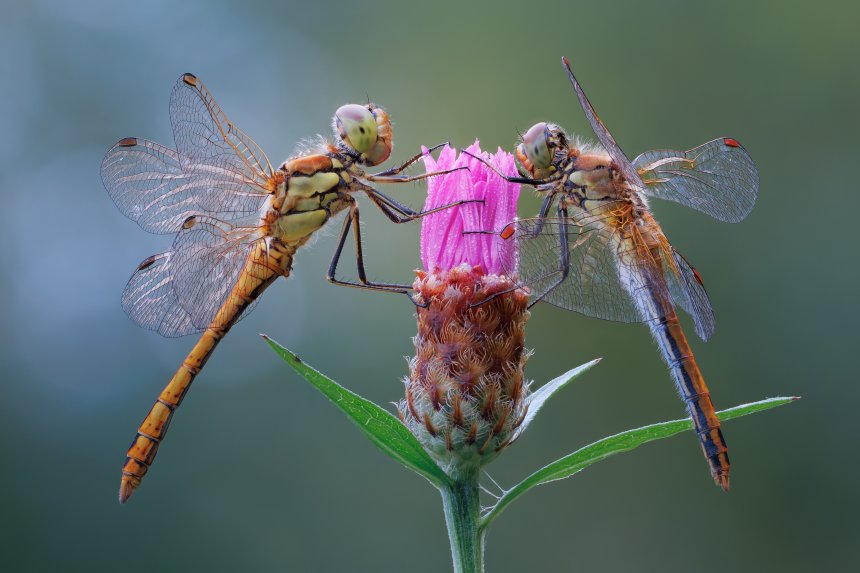 Парочка - Дмитрий