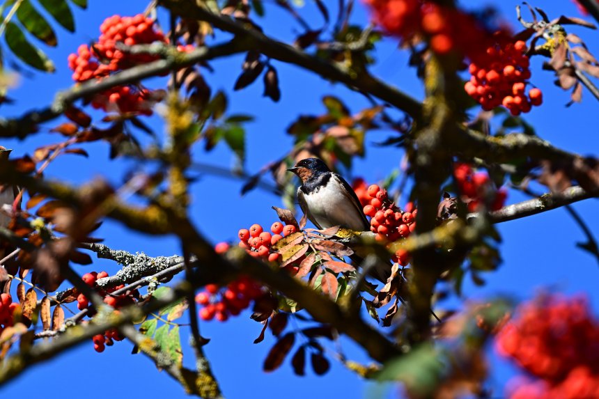 Кто сказал, что ласточки не сидят в рябине? - алексей