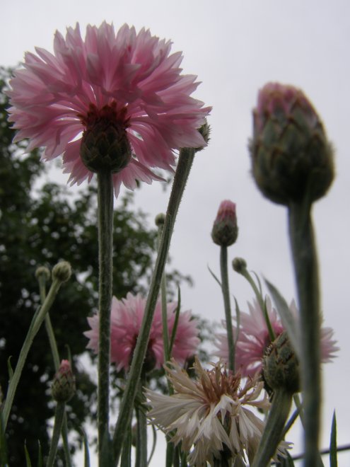 Цветы - Ольга