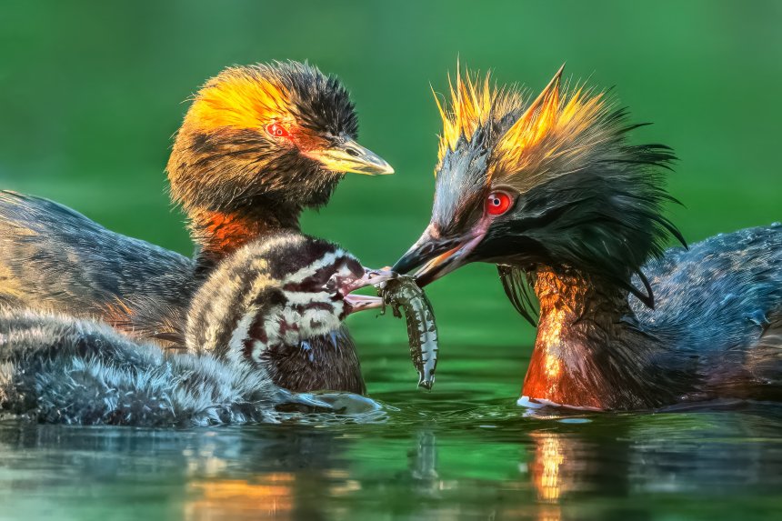 Закатный ужин для малыша - Дмитрий Мельгунов
