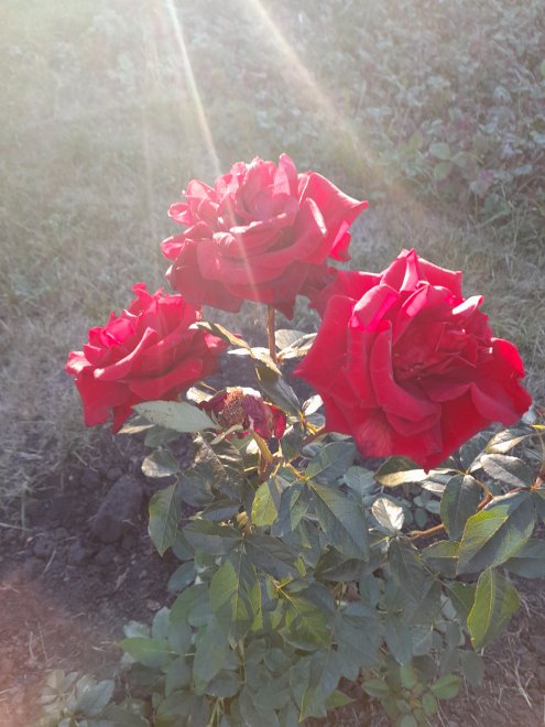 Луч солнца золотого.. -  