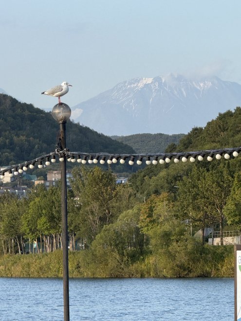 Чайка на Камчатке - Яна Дмитриевна Квасникова