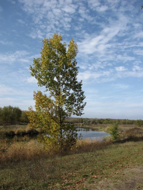 Одинокий тополь - Vikk Vikki