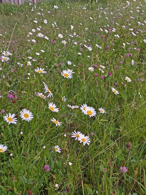 Ромашковое лето - Оксана Мочалова