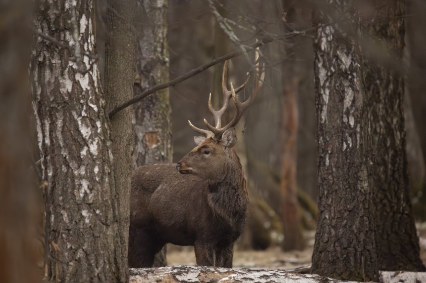 Царь леса - Алиса