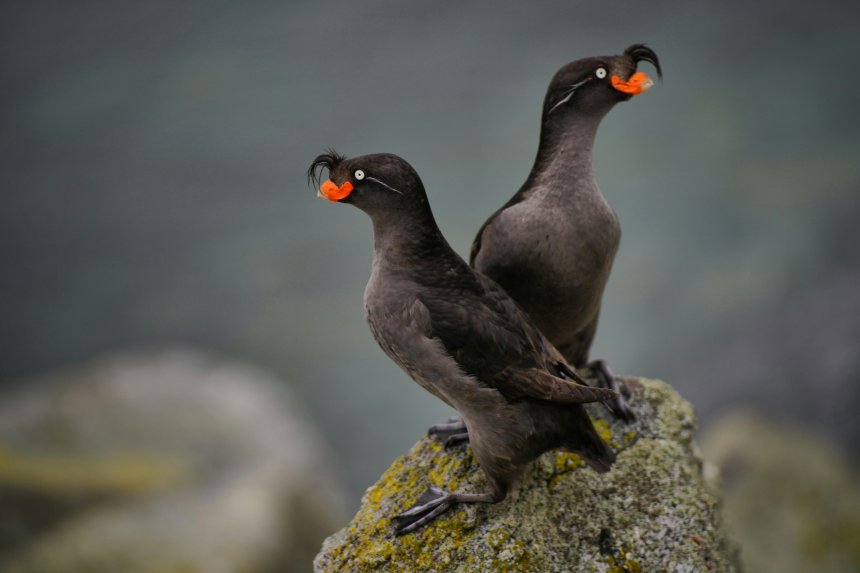 Большая Конюга - Игорь Ротанов