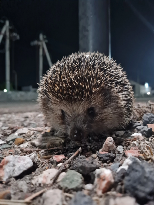 Городской житель - Троян Ирина Эдуардовна