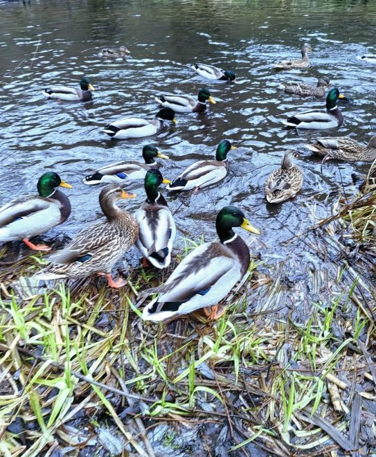 Тихий уголок-г. Кологрив -   (1/8)