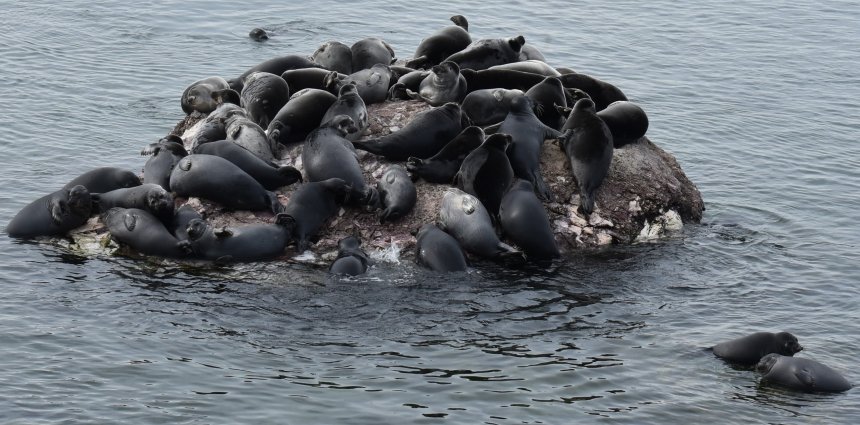 Нерпы отдыхают - Виктория