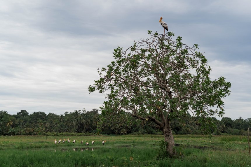 Вожак индийский клювачей и его стая -  