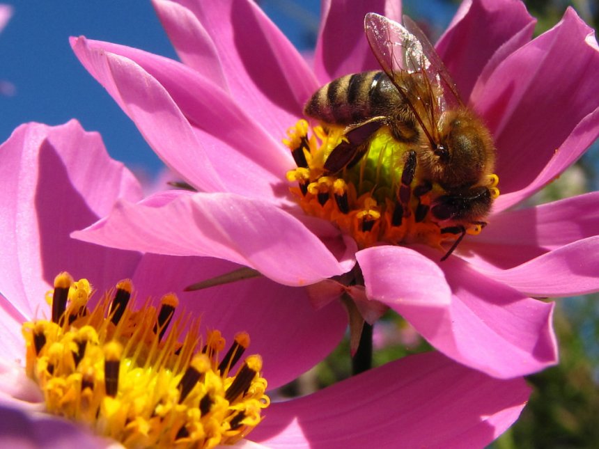 Яркие краски лета -  