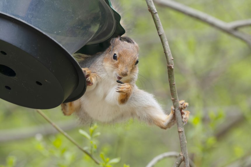 Жан-Клод Ван Белка -  