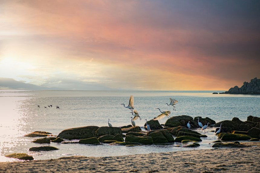 Птичье утро - Алена