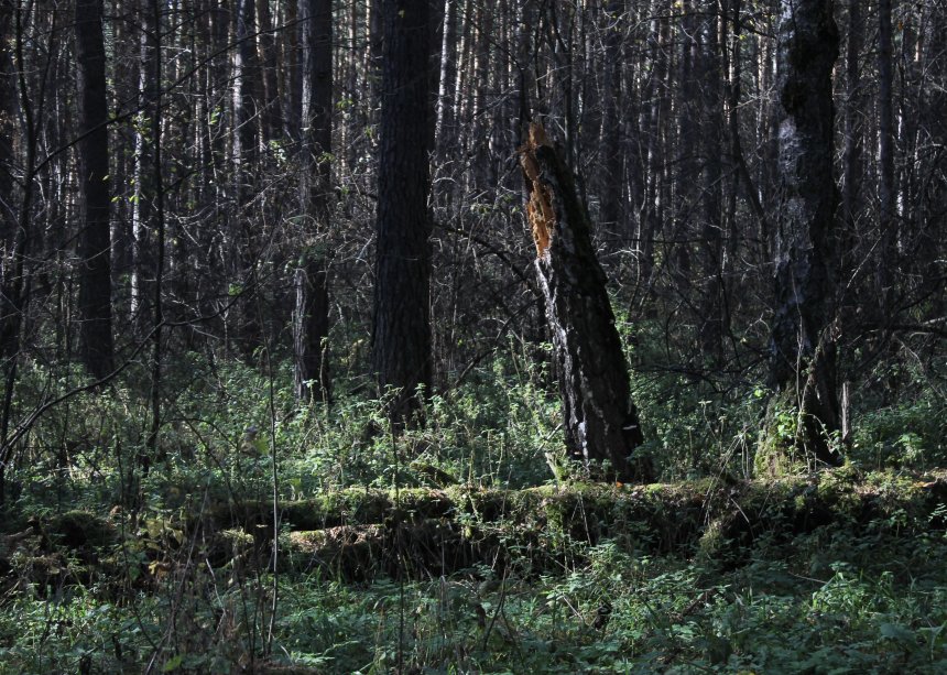 В объятиях тишины - Валерия