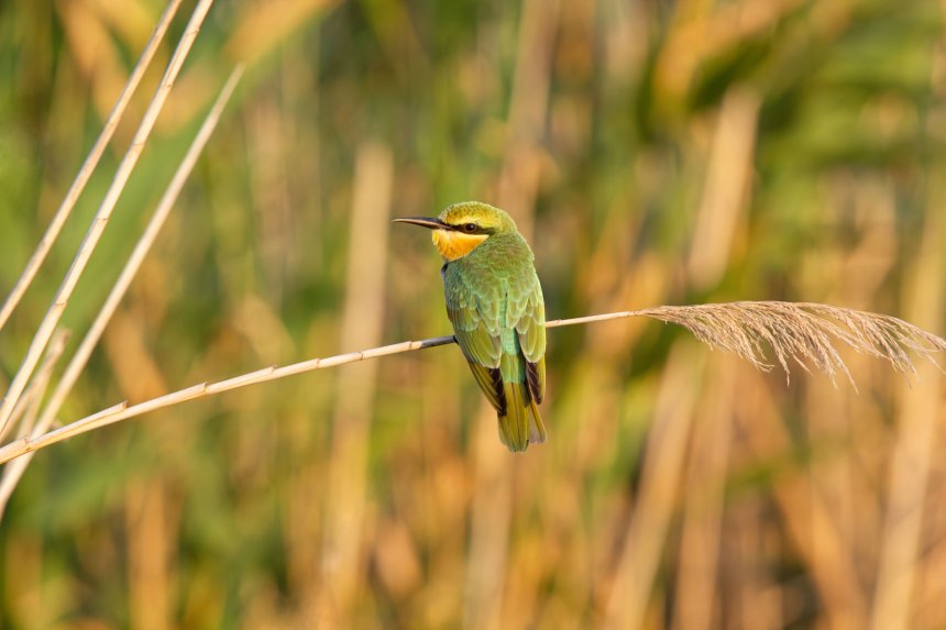 этюд в зелёных тонах -  