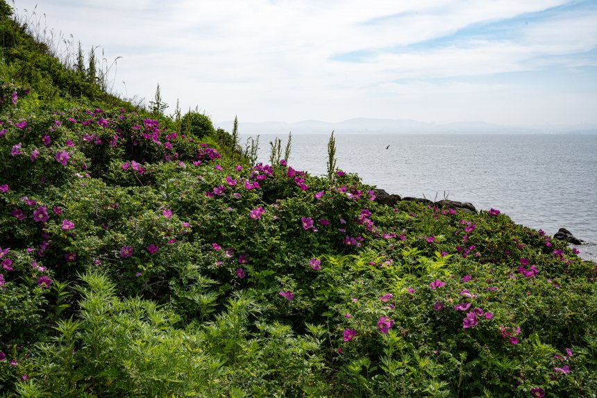 Дикая роза - Анастасия Воронцова