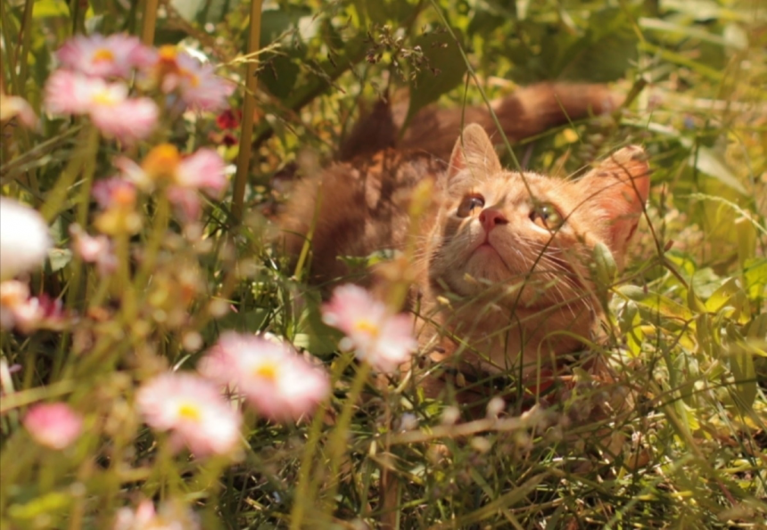 Солнечный наблюдатель -  