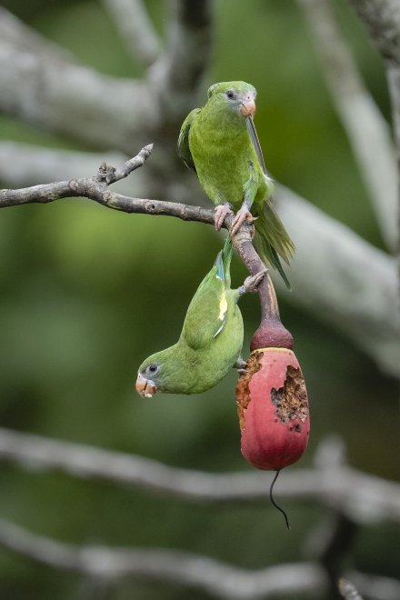 Пернатые акробаты - Анна