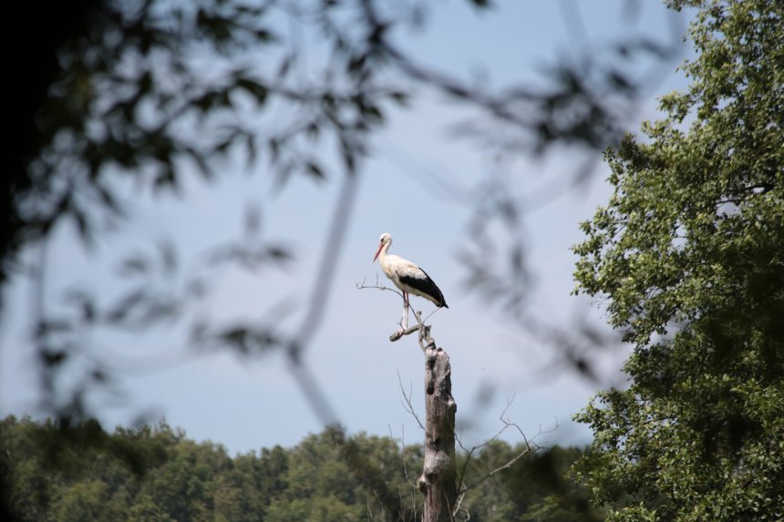 Аист на отдыхе -  